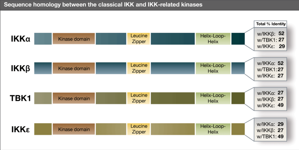 Viruses 02 00055 g001