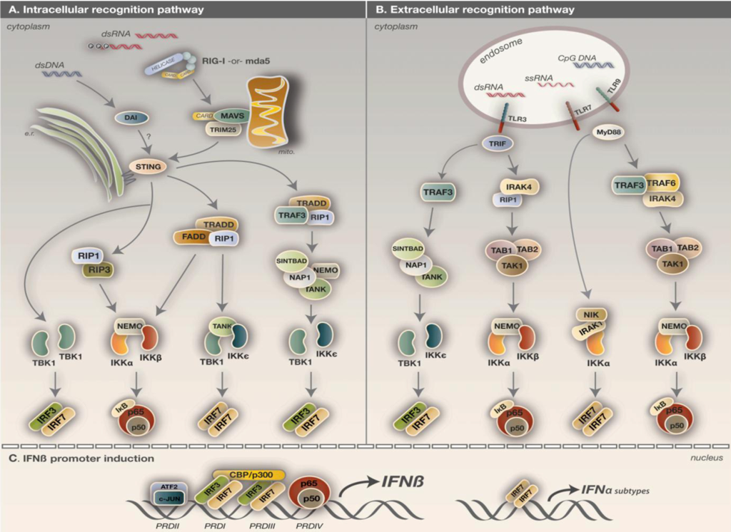 Viruses 02 00055 g002 1024