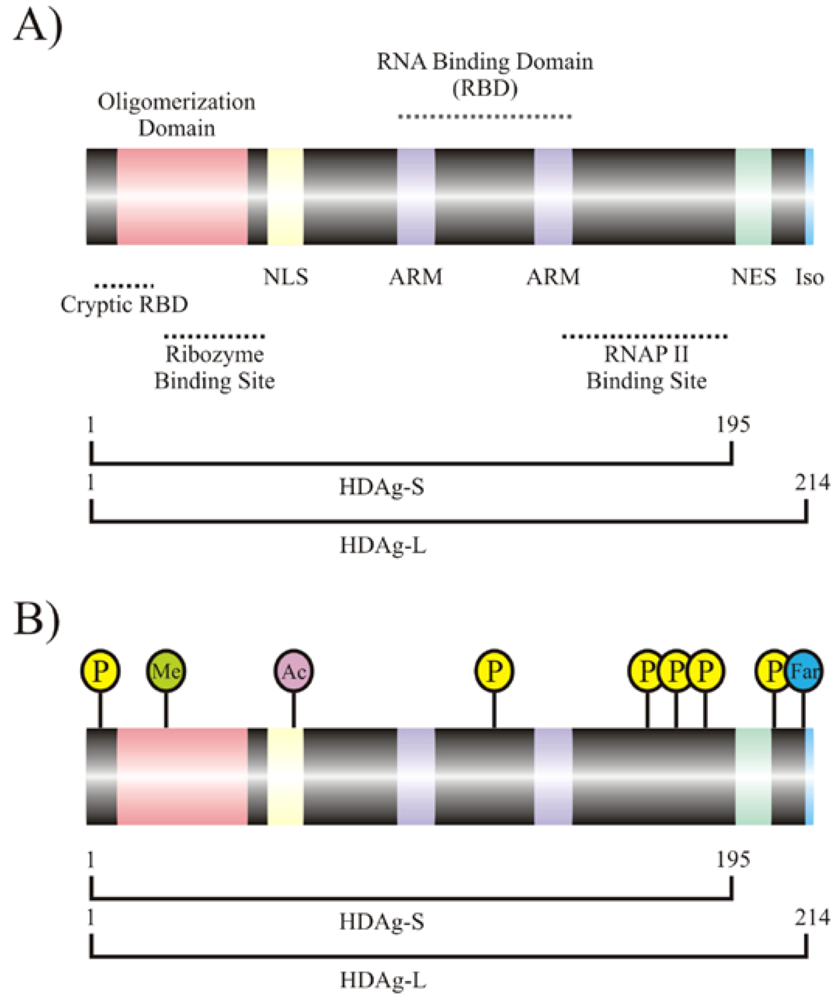 Viruses 02 00189 g002 1024