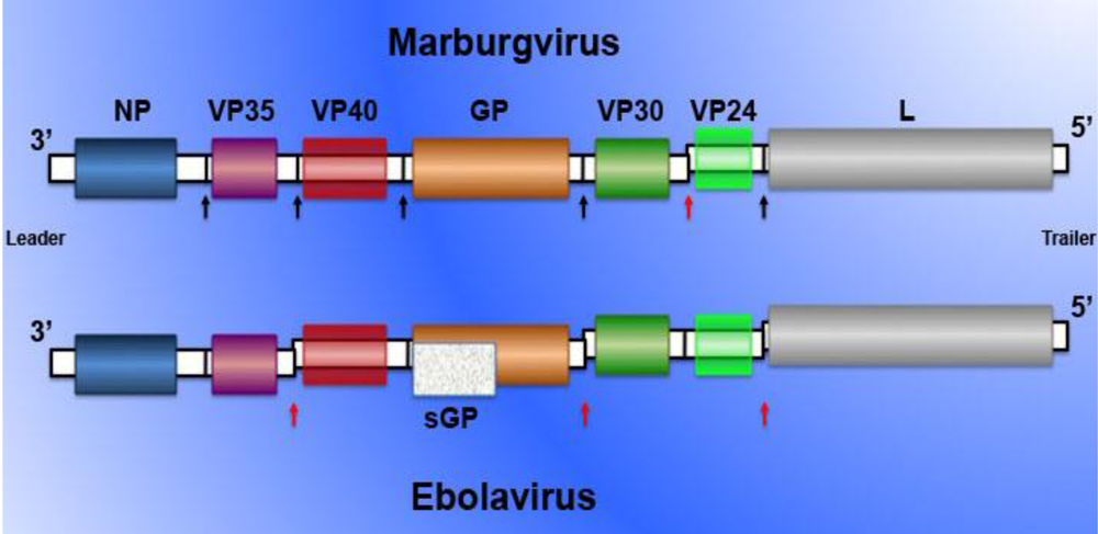 Viruses 02 00262 g001