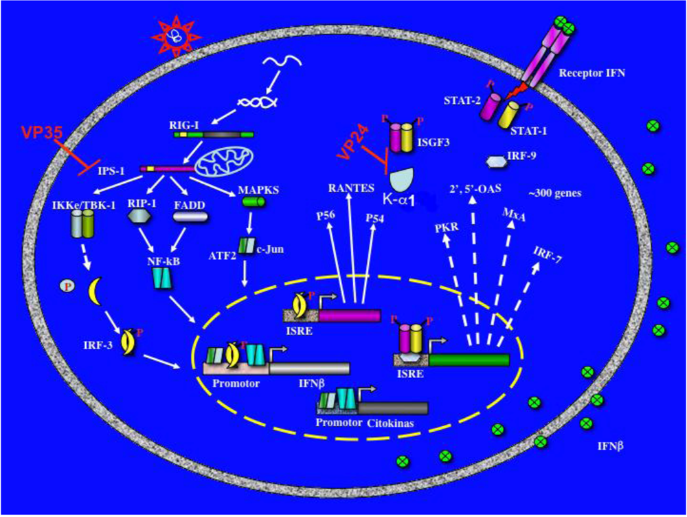Viruses 02 00262 g002