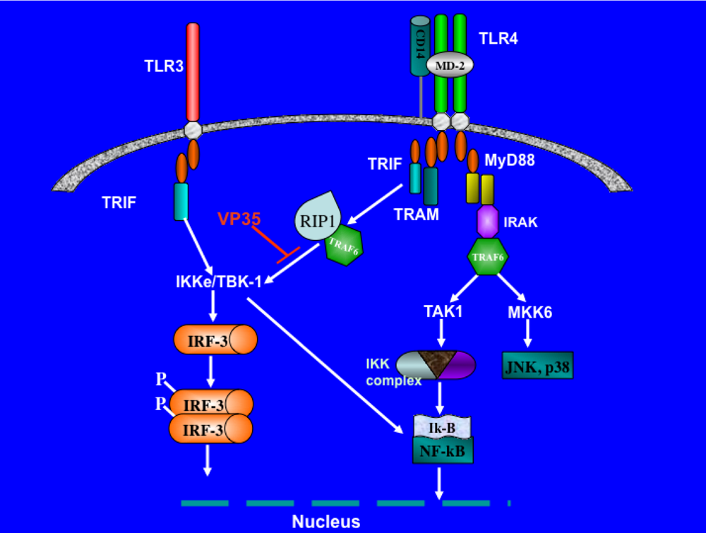Viruses 02 00262 g003 1024