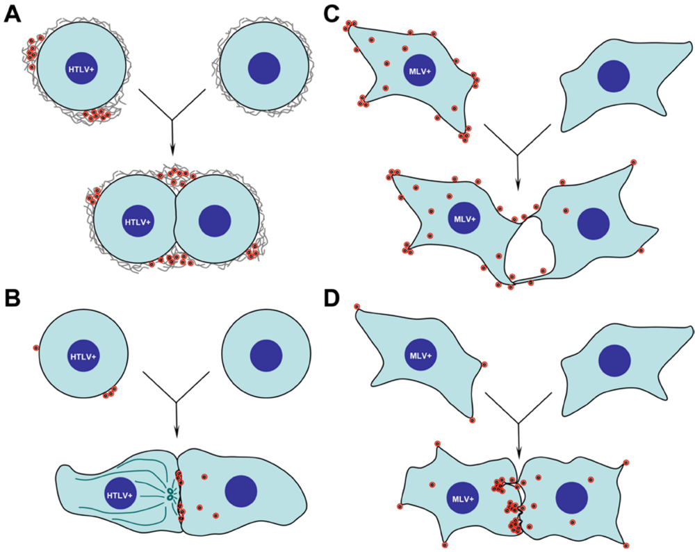 Viruses 02 00601 g001 1024