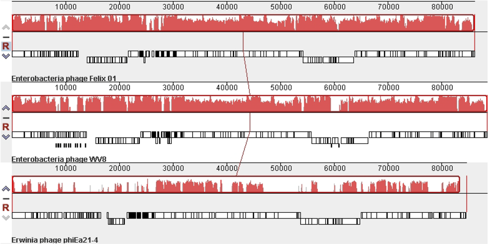 Viruses 02 00710 g002