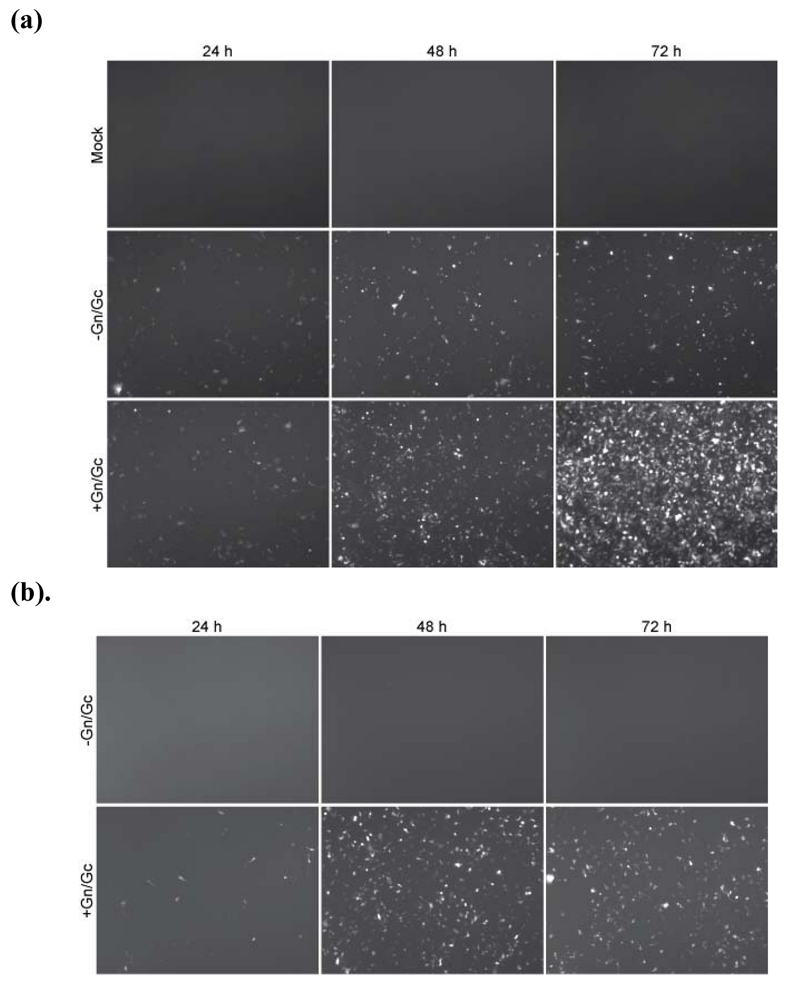 Viruses 02 00731 g002