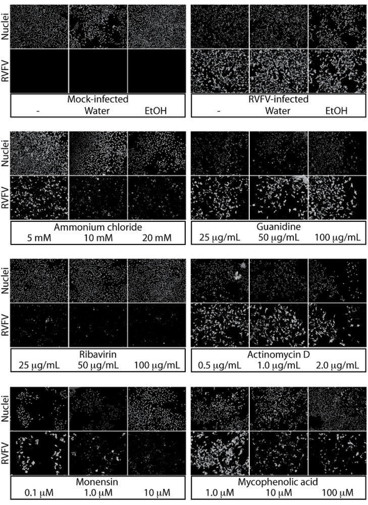 Viruses 02 00731 g005
