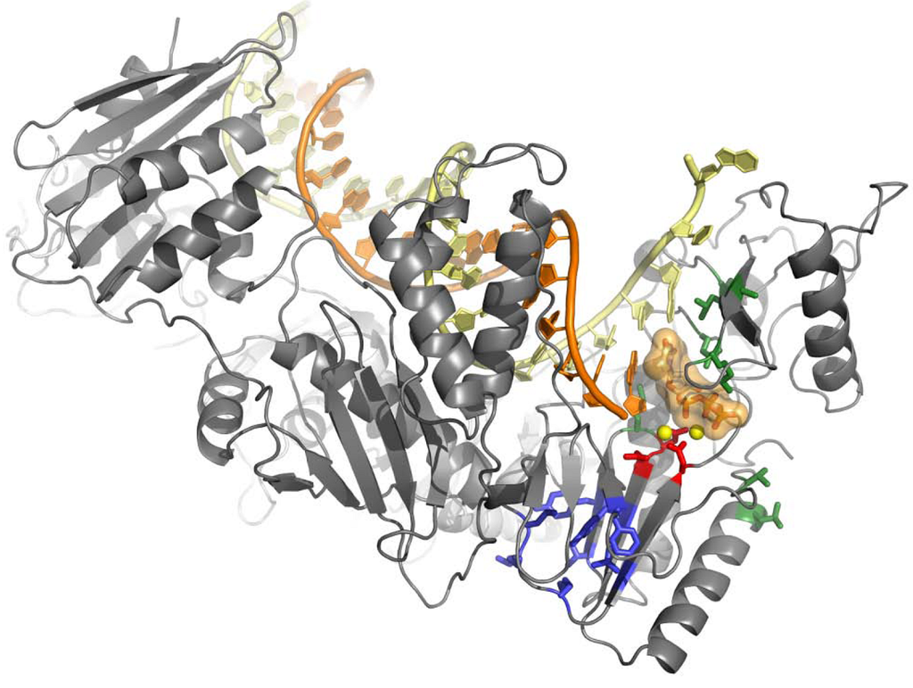 Viruses 02 00880 g001 1024