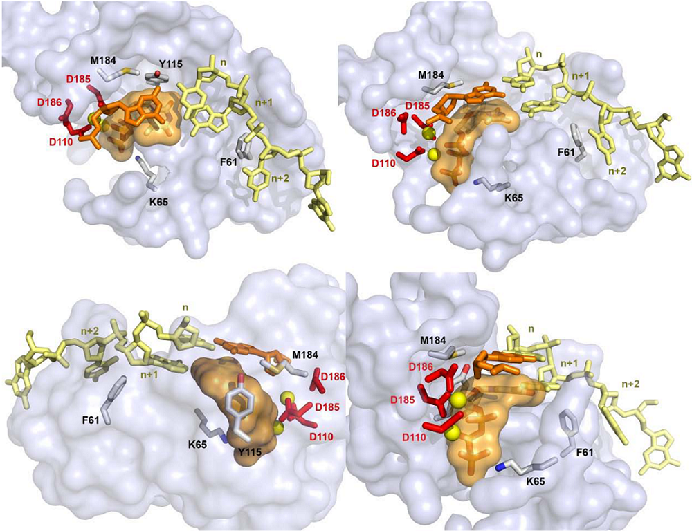 Viruses 02 00880 g004 1024