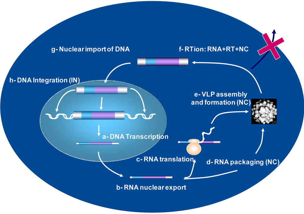 Viruses 02 00939 g001
