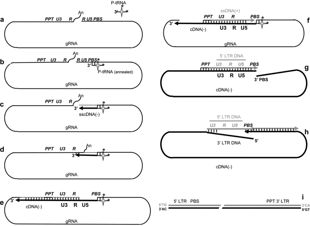 Viruses 02 00939 g003 1024
