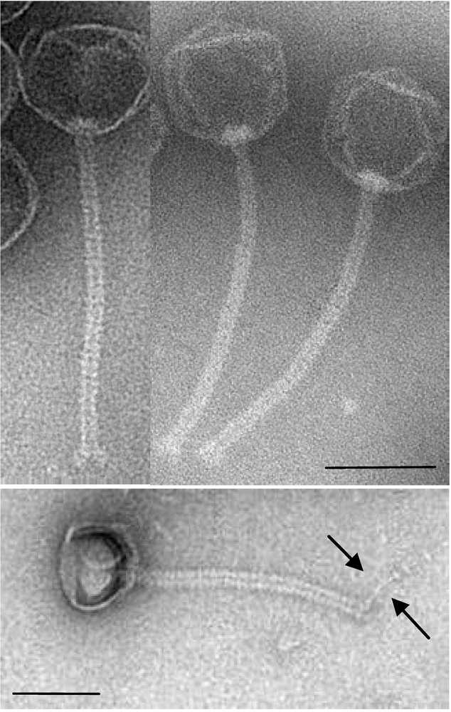 Viruses 02 00961 g001 1024