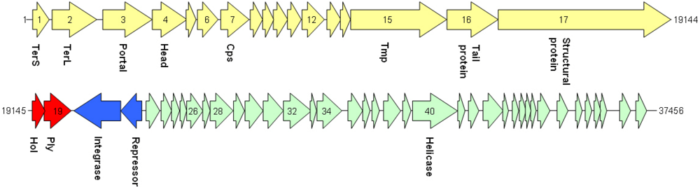 Viruses 02 00961 g002 1024