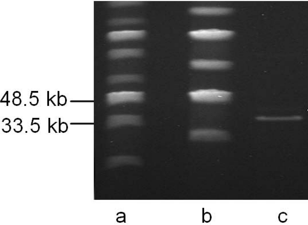 Viruses 02 00961 g003 1024