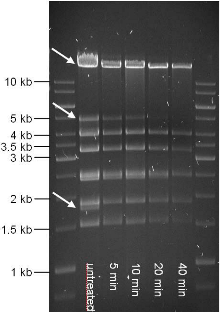 Viruses 02 00961 g004 1024