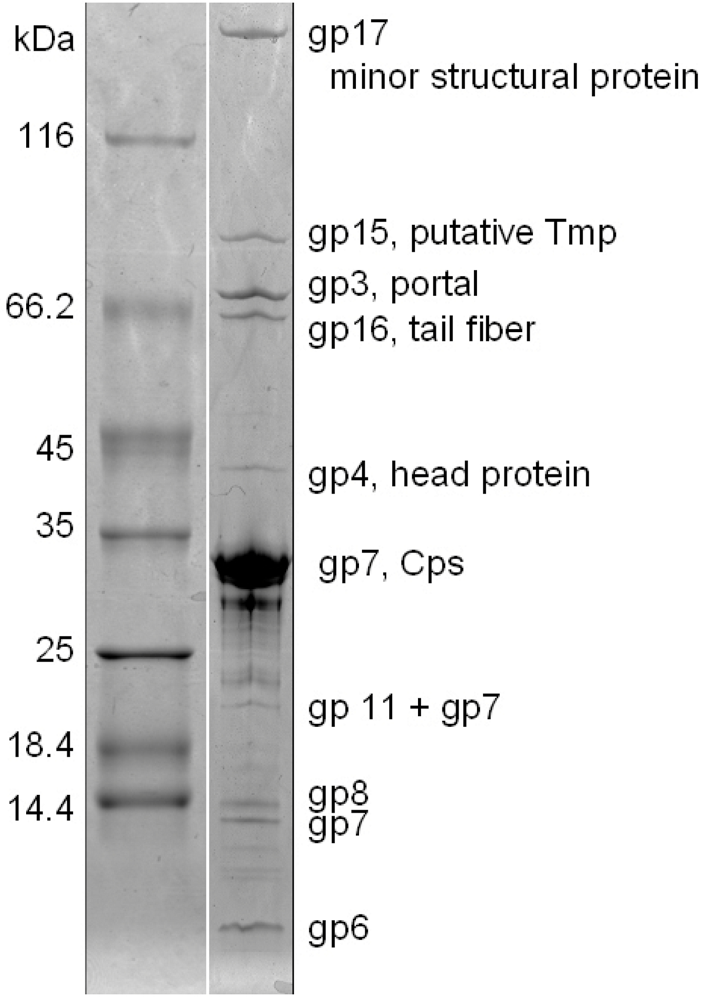 Viruses 02 00961 g005 1024