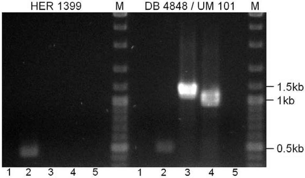 Viruses 02 00961 g006 1024