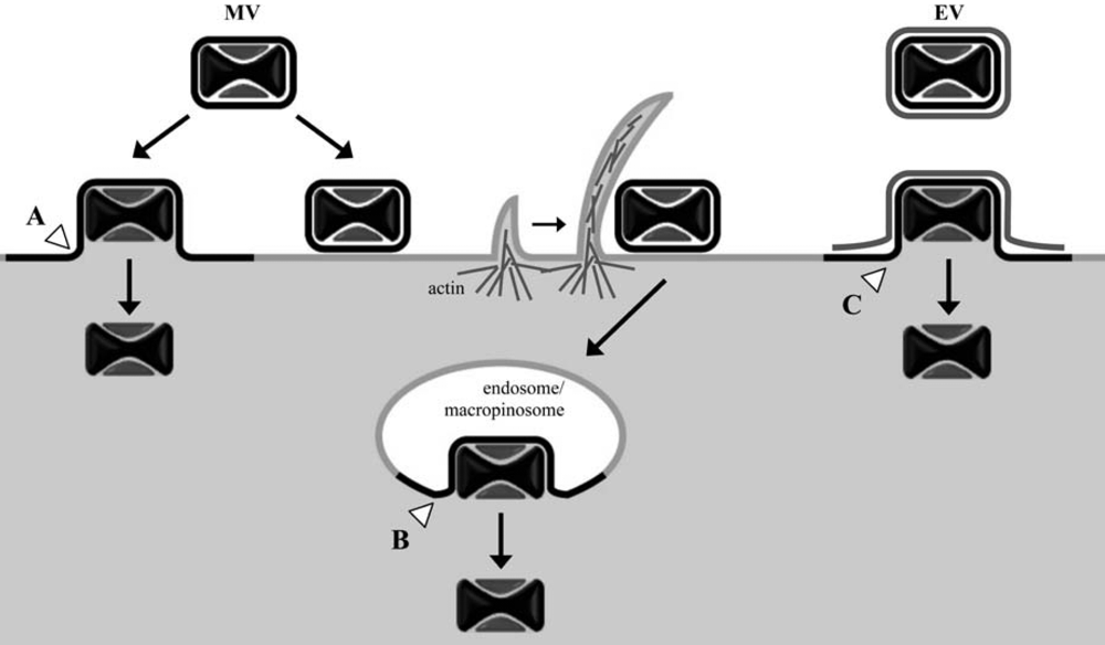 Viruses 02 00972 g001