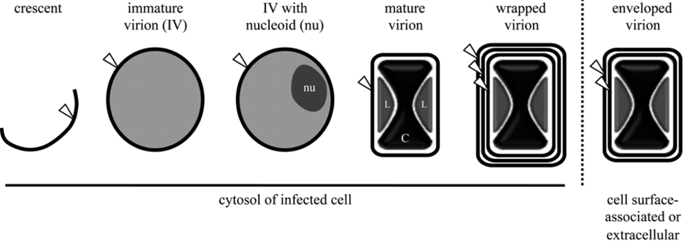 Viruses 02 00972 g002