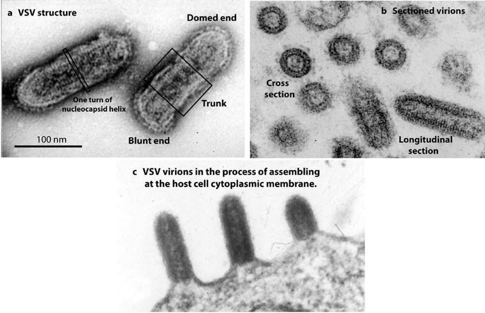 Viruses 02 00995 g001 1024