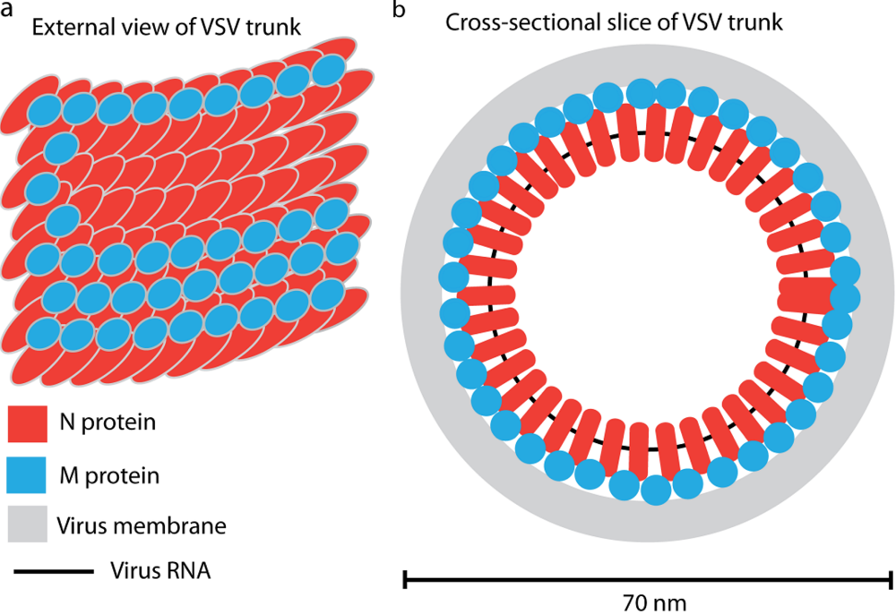 Viruses 02 00995 g002 1024