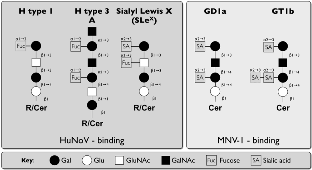 Viruses 02 01011 g003 1024