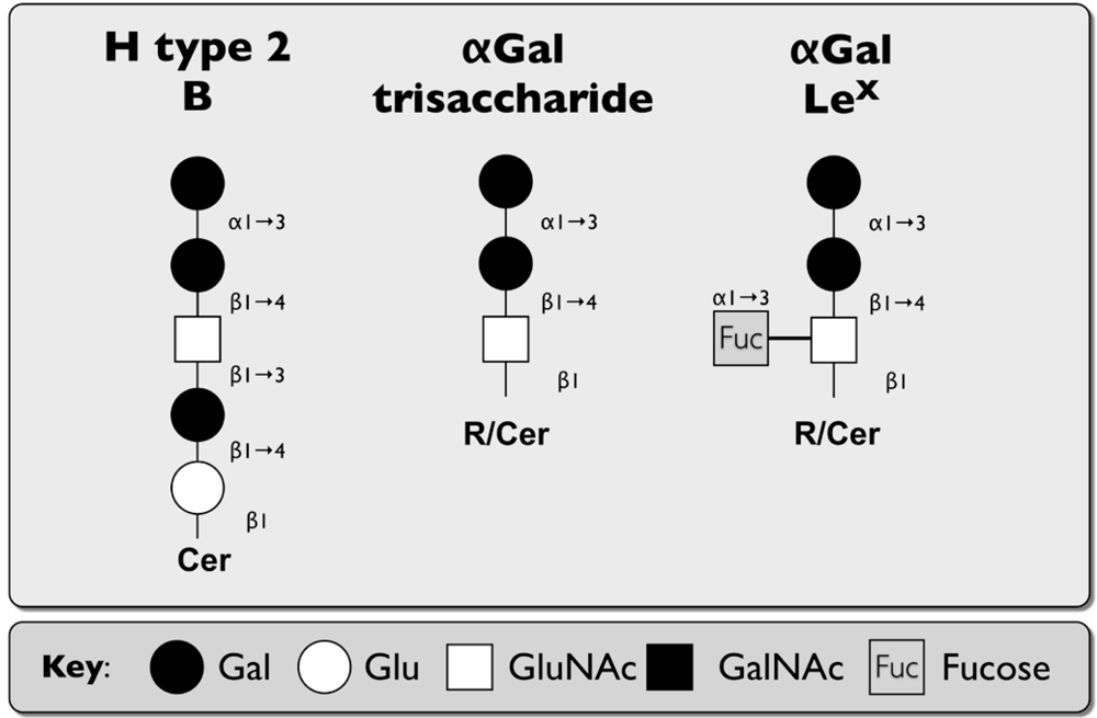 Viruses 02 01011 g004