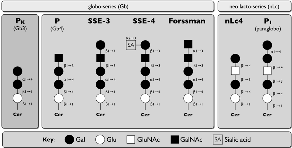 Viruses 02 01011 g006