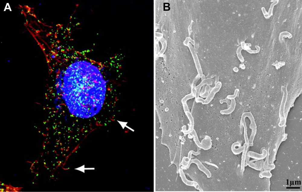Viruses 02 01050 g002 1024