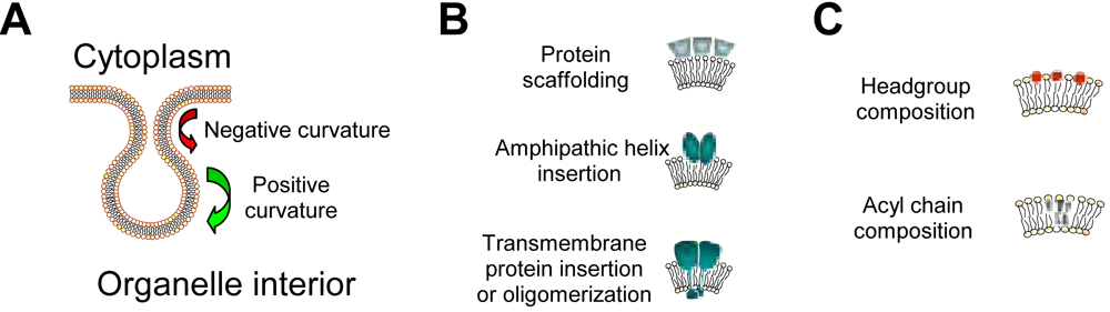 Viruses 02 01055 g003 1024