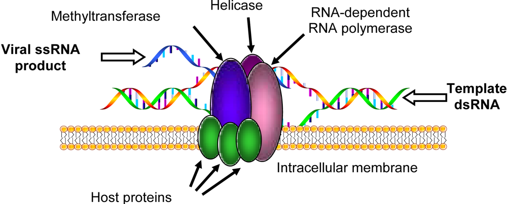 Viruses 02 01055 g004 1024