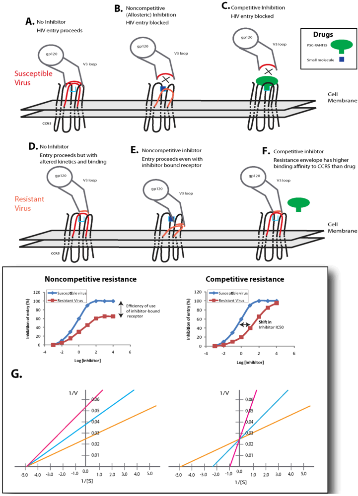 Viruses 02 01069 g004 1024