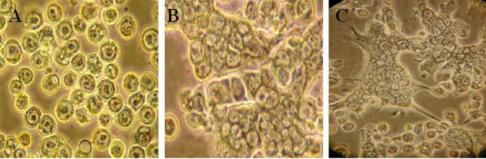 Viruses 02 01218 g001 1024