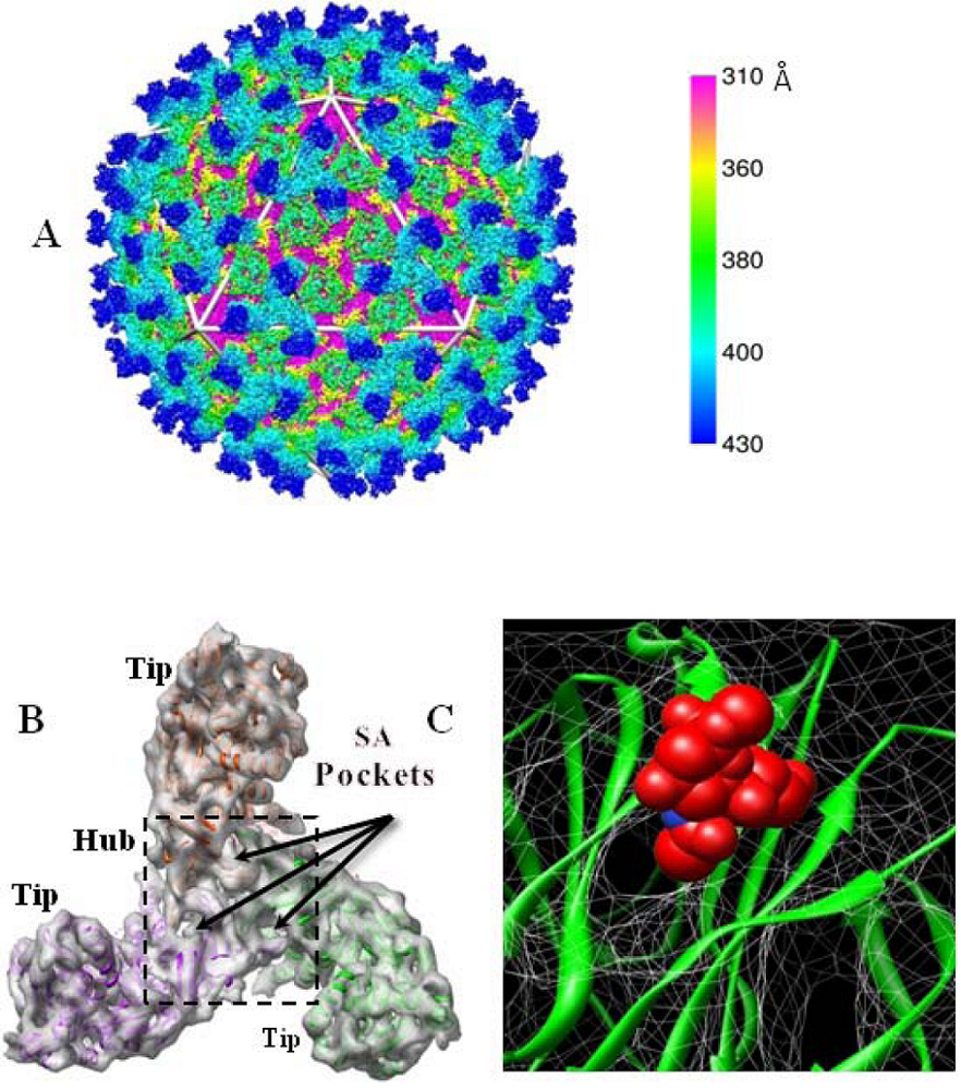Viruses 02 01218 g002