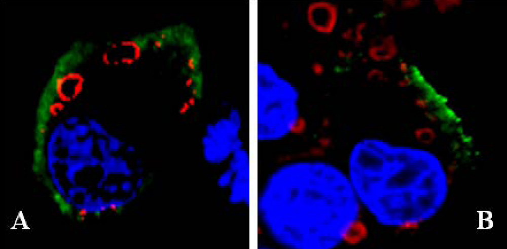 Viruses 02 01218 g005 1024