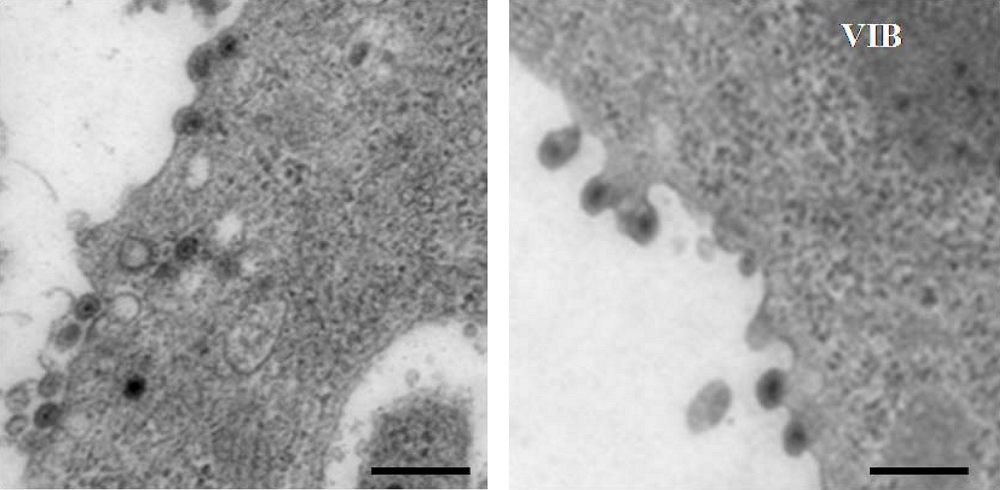 Viruses 02 01218 g006 1024