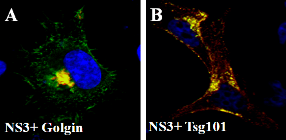Viruses 02 01218 g007