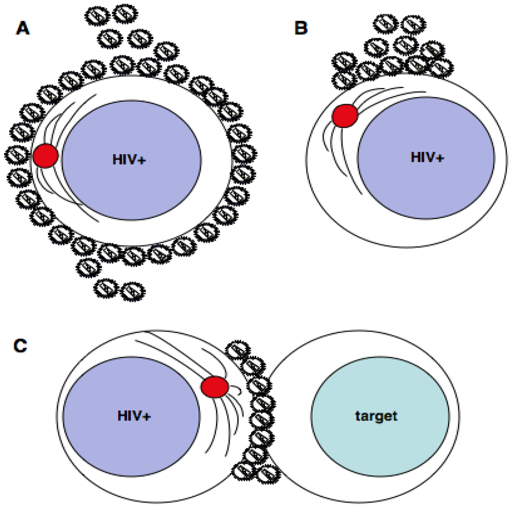 Viruses 02 01261 g001 1024