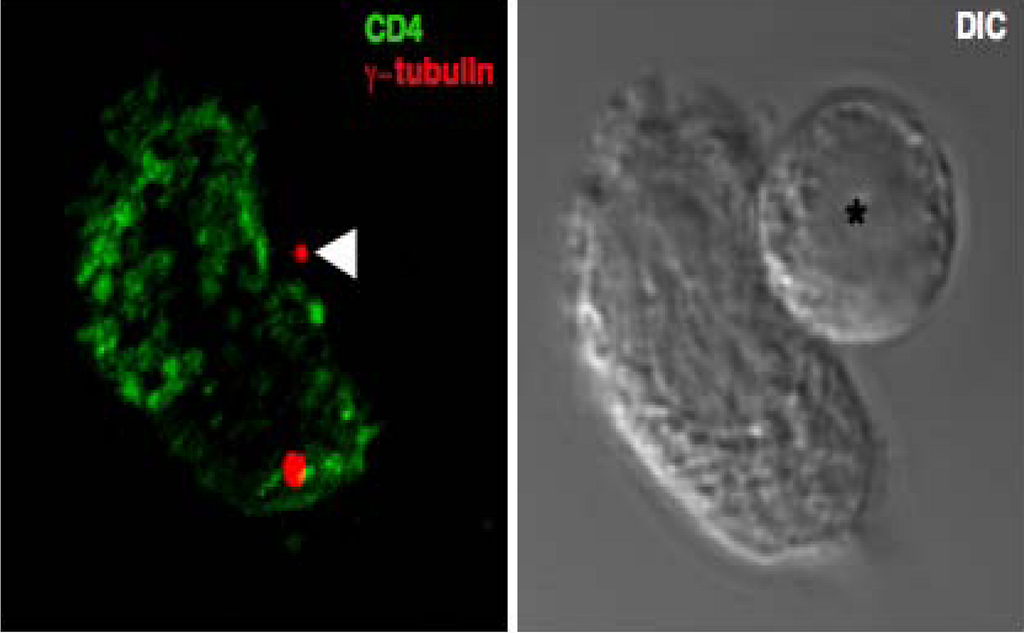 Viruses 02 01261 g003 1024