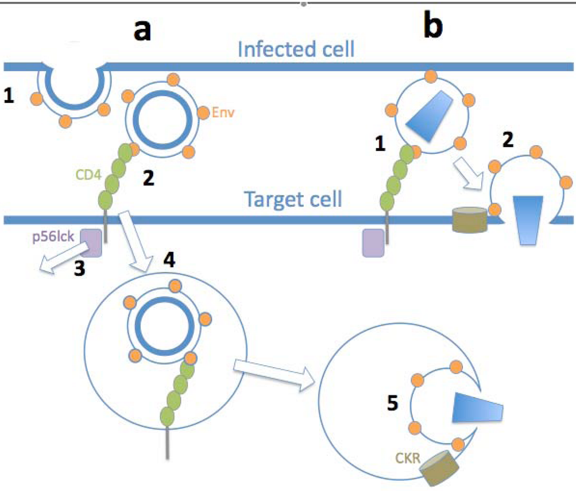 Viruses 02 01306 g001