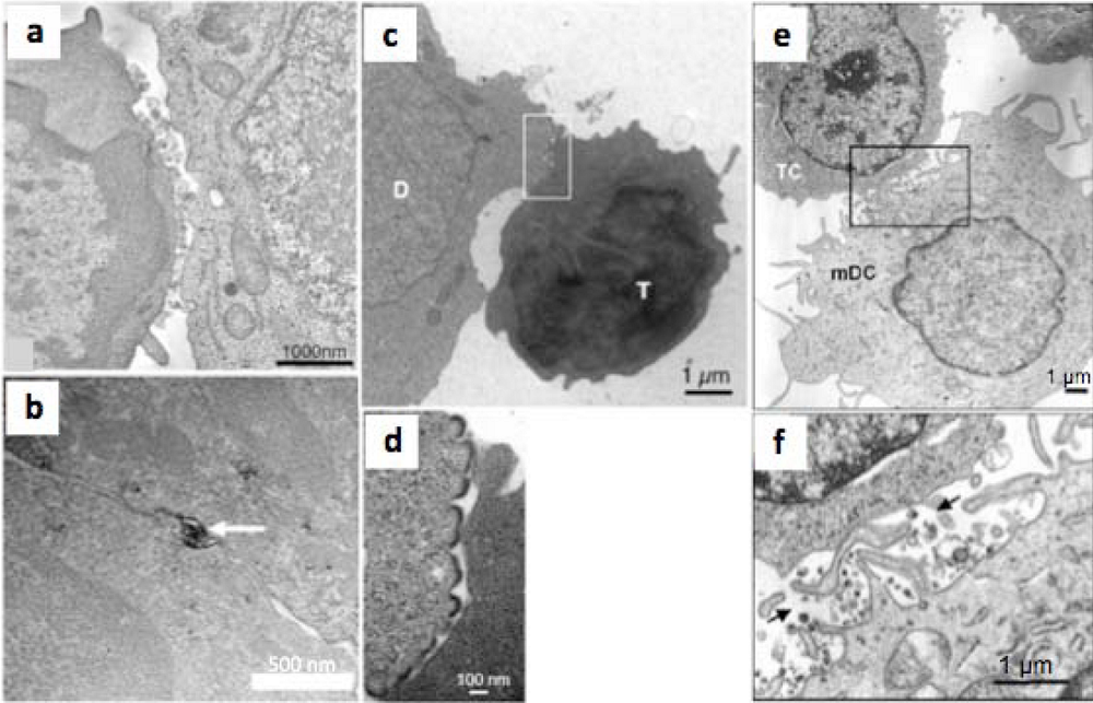 Viruses 02 01306 g003