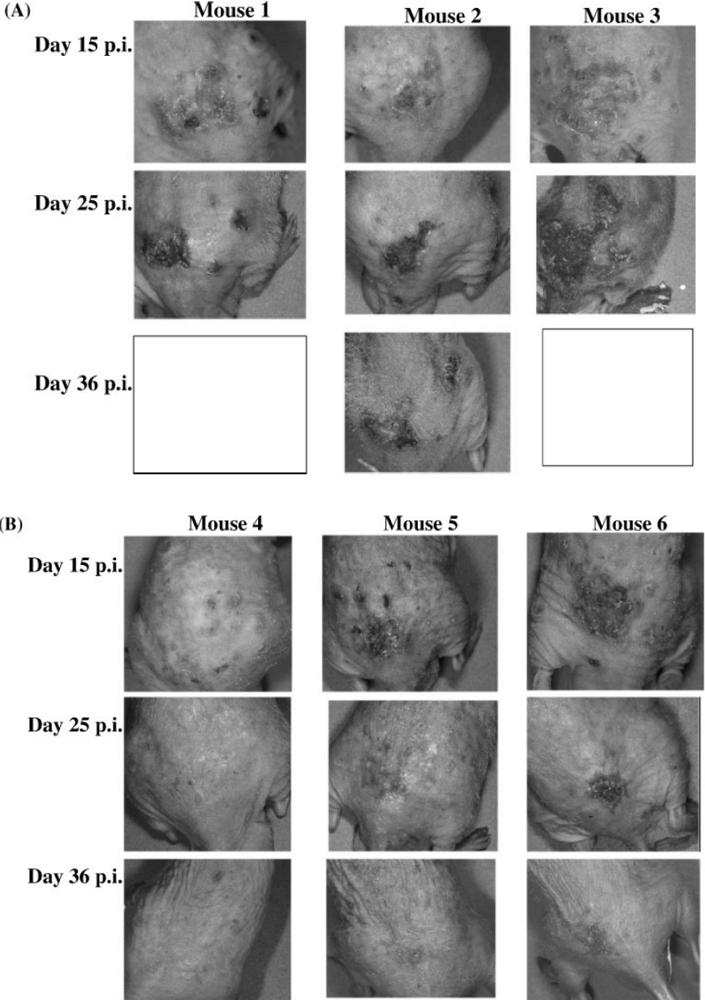 Viruses 02 01322 g003 1024