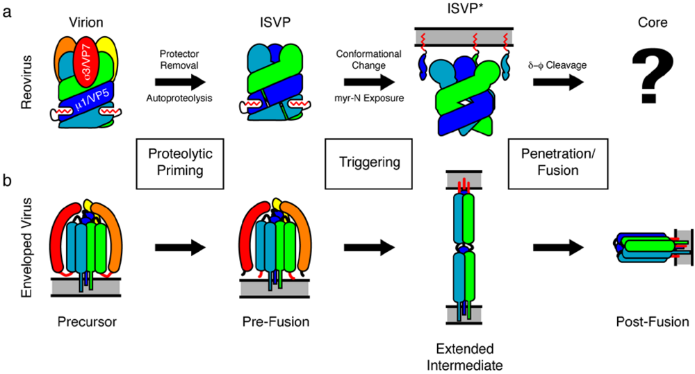 Viruses 02 01340 g001 1024