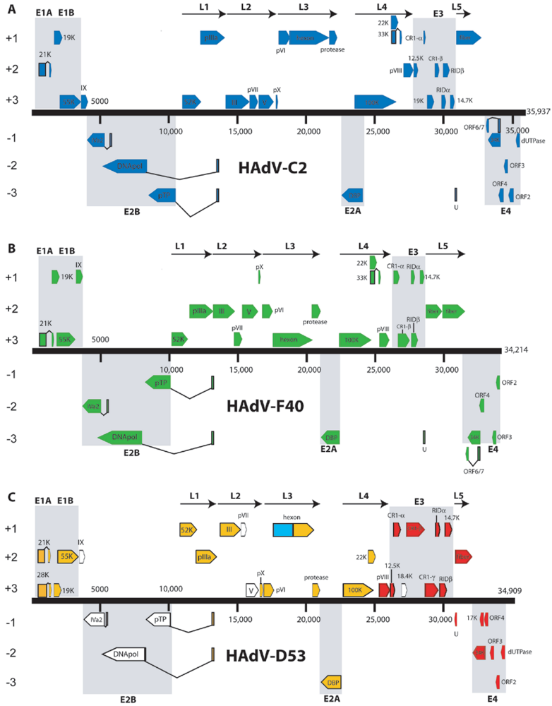Viruses 02 01367 g002 1024
