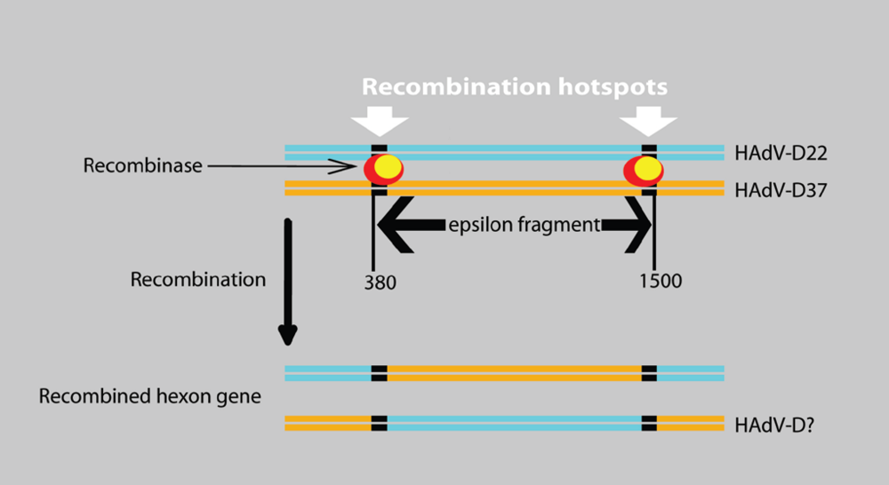 Viruses 02 01367 g003 1024