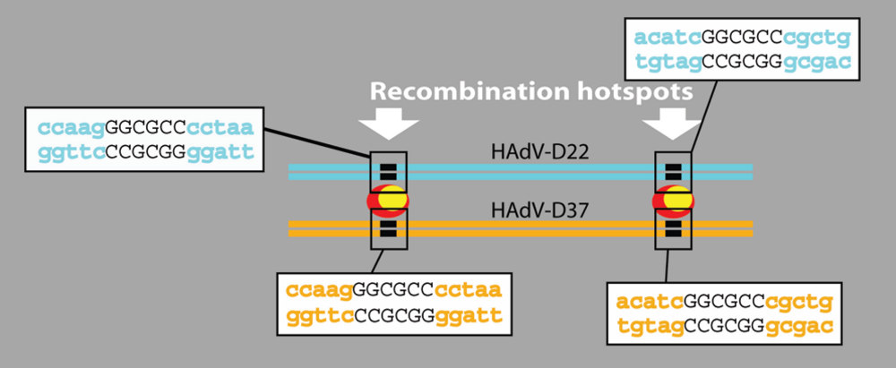 Viruses 02 01367 g004 1024