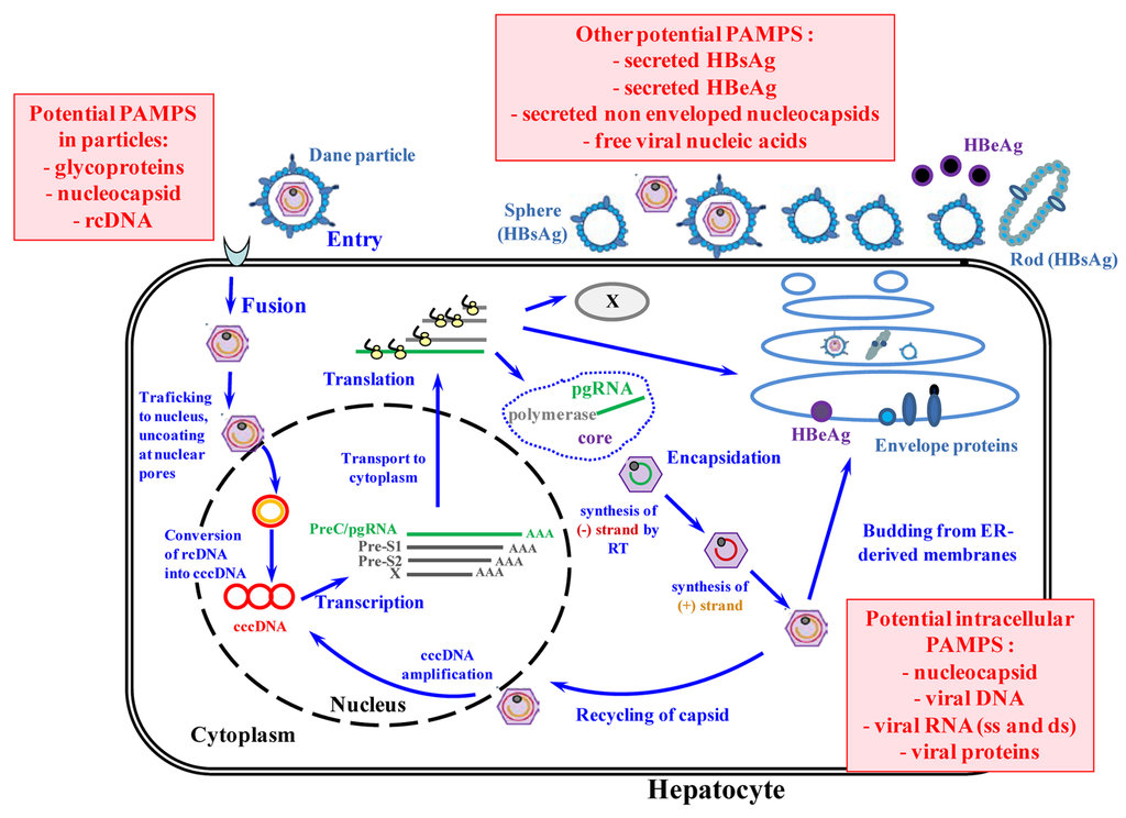 Viruses 02 01394 g002 1024
