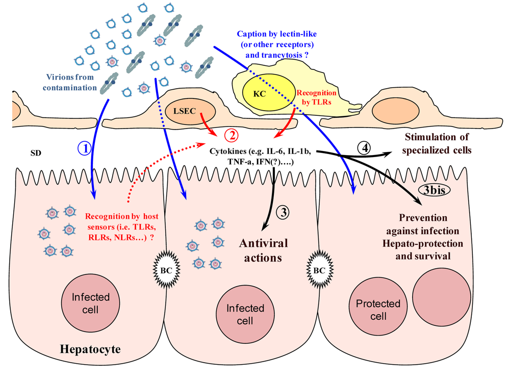 Viruses 02 01394 g003 1024