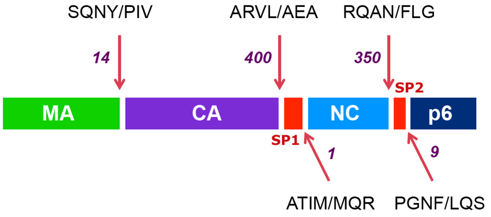Viruses 02 01411 g001 1024