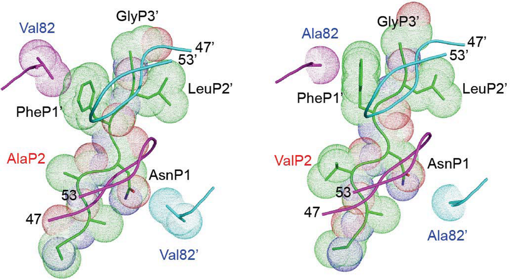 Viruses 02 01411 g004 1024