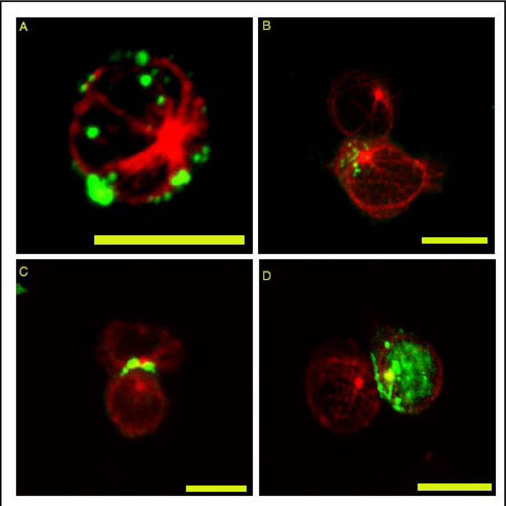 Viruses 02 01427 g001 1024
